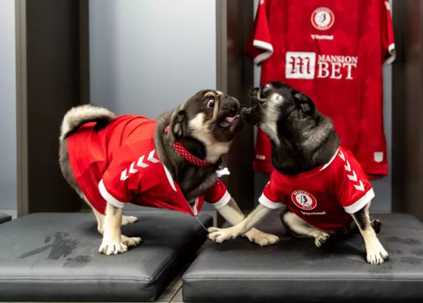 https://twitter.com/BristolCity