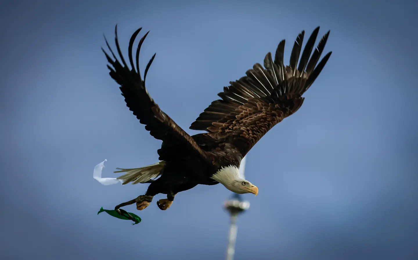 Фортуна - орлицата на Лудогорец / startphoto.bg