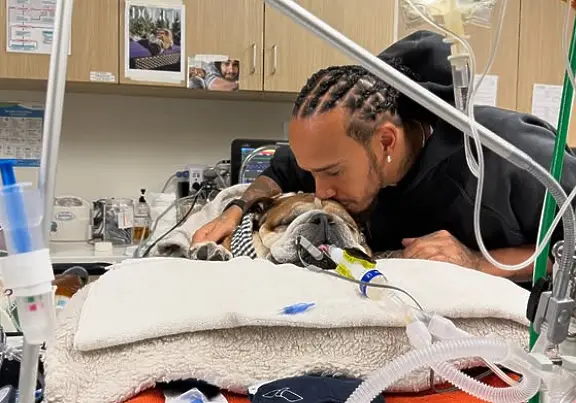 Люис Хамилтън и кучето му Роско / instagram.com/lewishamilton