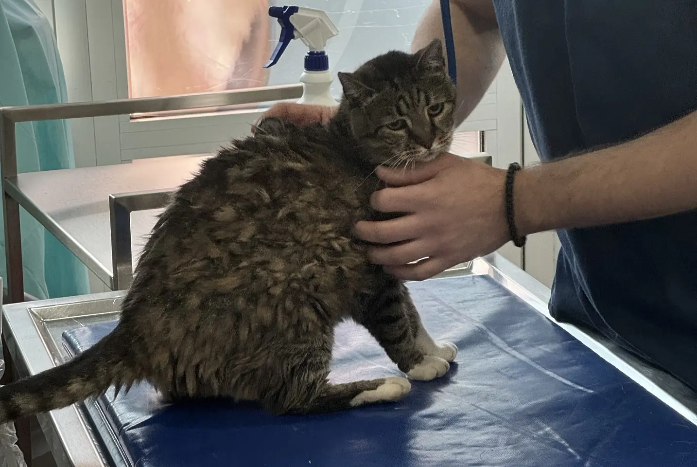 Талисманът на Цървена звезда - котката Любица / x.com/ljubicathecat