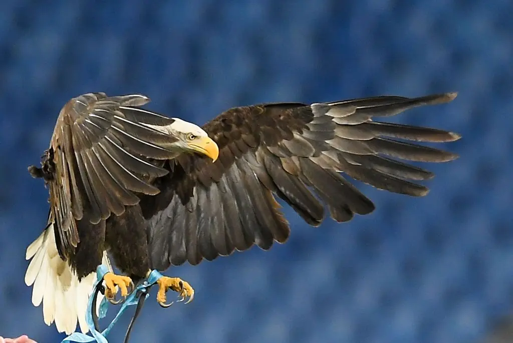 Орелът Олимпия/ Getty Images 