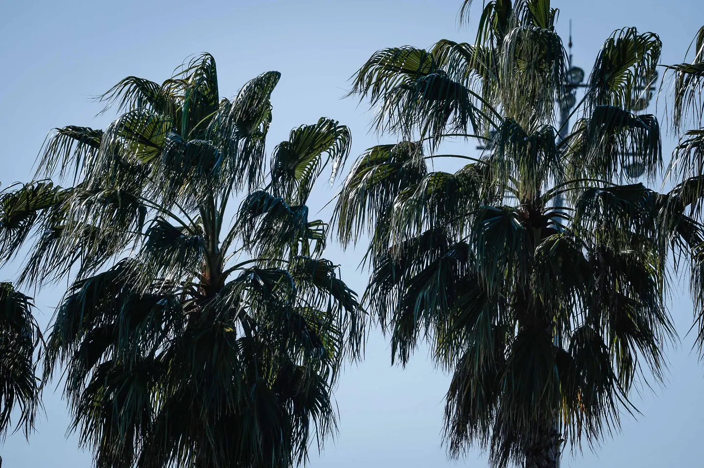 Палми в Турция на контролата на Левски / startphoto.bg