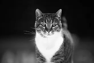  Почина котката Любица – легендарният талисман на Цървена звезда