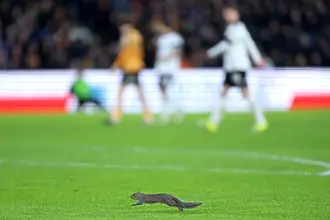 Нашественик на терена: катерица прекъсна два пъти мач в Англия (ВИДЕО)